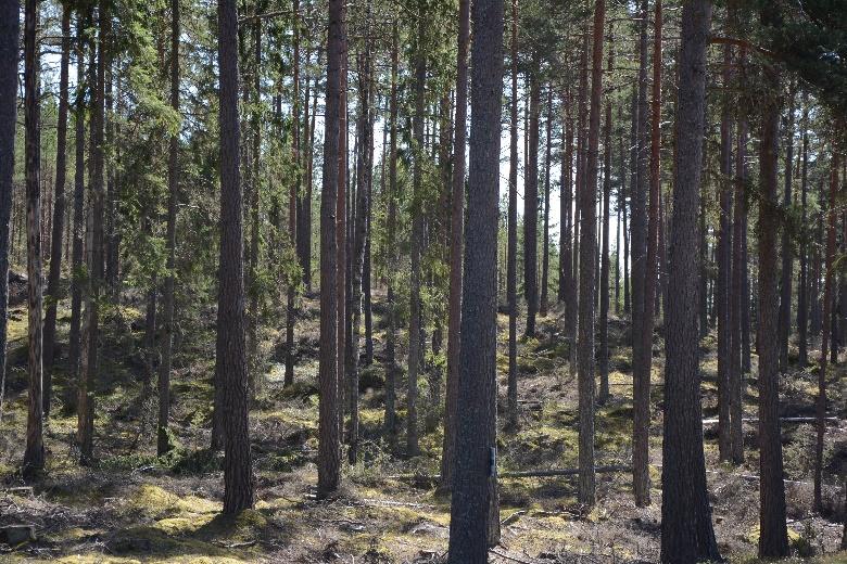 - Skogsmark 65,4 ha - Inägomark 0,3 ha - Myr/Kärr/Mosse 2,5 ha - Väg och kraftledning 1,9 ha - Total areal 70,1 ha Boniteten uppgår till 7 m³sk/ha.