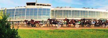 LEDARE NORSK SAGOHÄST KLAR FÖR OLYMPIATRAVET B.