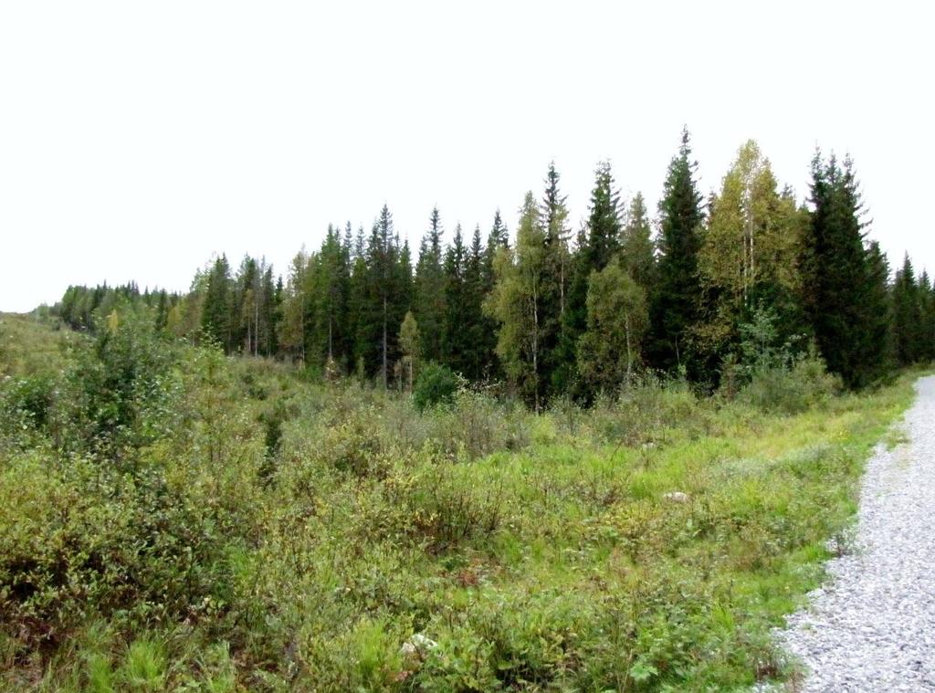 Lokaler av särskilt intresse Undersökningen gjordes vid en tidpunkt på hösten då många fladdermöss flyttar söderut.