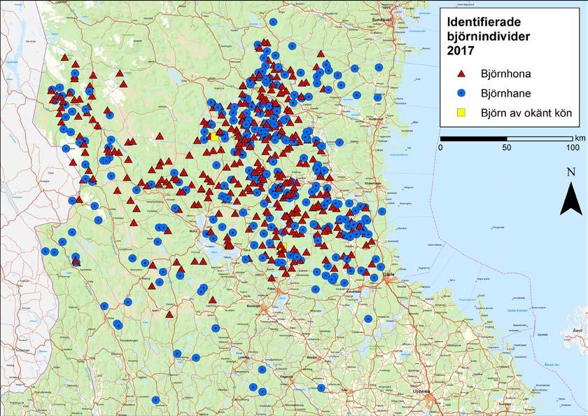 Totalt konstaterades 642 enskilda individer (tabell 3, bild 3). Av de könsbestämda björnarna var 377 honor och 264 hanar. 2 individer kunde inte könsbestämmas.