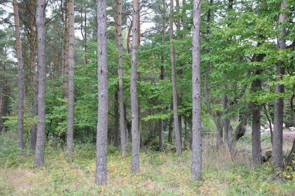 Simrishamn Ravlunda 15:13 Upplysningar Skog & Lantbruk Karl Olofsson, jägmästare/reg fastighetsmäklare. E-mail karl.olofsson@skogochlantbruk.nu Adress: Nygatan 24, 242 31 Hörby. tfn: 072-518 40 50.