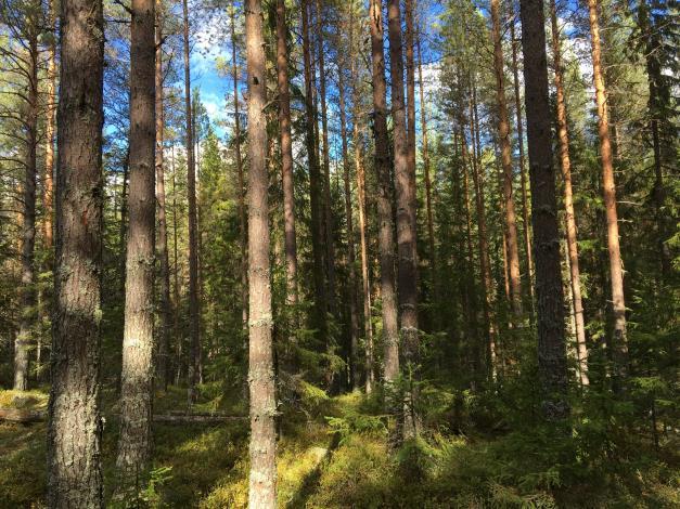 Belägenhet Hansjö 168:1 utgörs av två obebyggda skogsmarksskiften. Ett skifte i Grönklitt samt ett skifte ca 3,5 km norr om Hornberga.