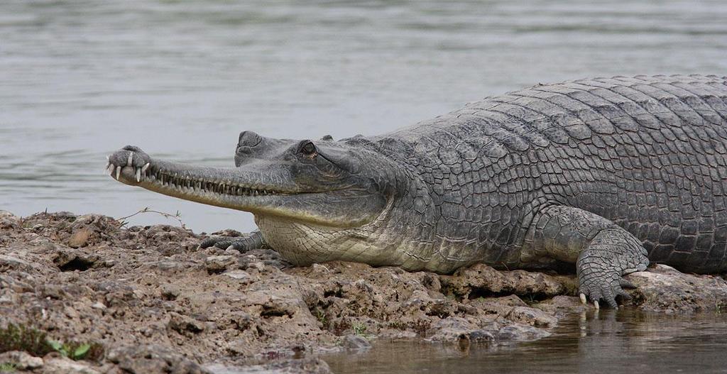 Dag 4 7: Vi kör till de centrala delarna av Royal Chitwan National Park, tillika ett världsarv, ca fem timmars körning iväg.