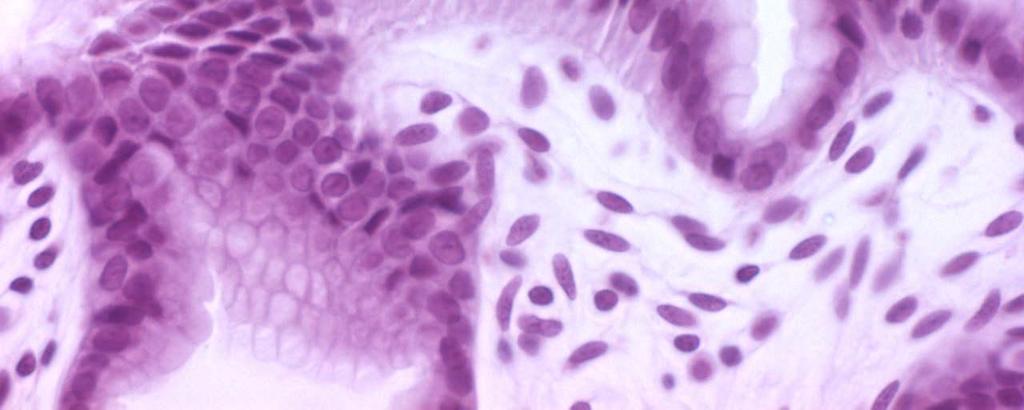 Deras cytoplasma färgar sig inte och de ses därför som små klara celler i körtelbyggnadens