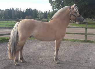 Kim Hero 221 Cathrine Nennestam, Skällinge Tel: 073-3941546 Stolplyckans Saron 313 född