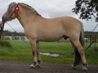 Kry 299 född 2012, ljbrbl, mått: 144-178-21 (2 år) e. Haldol Kry 257 u. Muska 3145 mf.