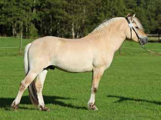 Ronjas Ben Hur 232 född 2001, mbl, mått: 139-168-19 (4 år) e. Bross 172 u.