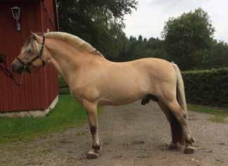Gotlands län (I) Lordi 274 född 2008, ljbrbl, mått: 143-175-20 (5 år) e.