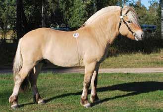 Ronjas Ben Hur 232 u. Vallis 3020 mf.
