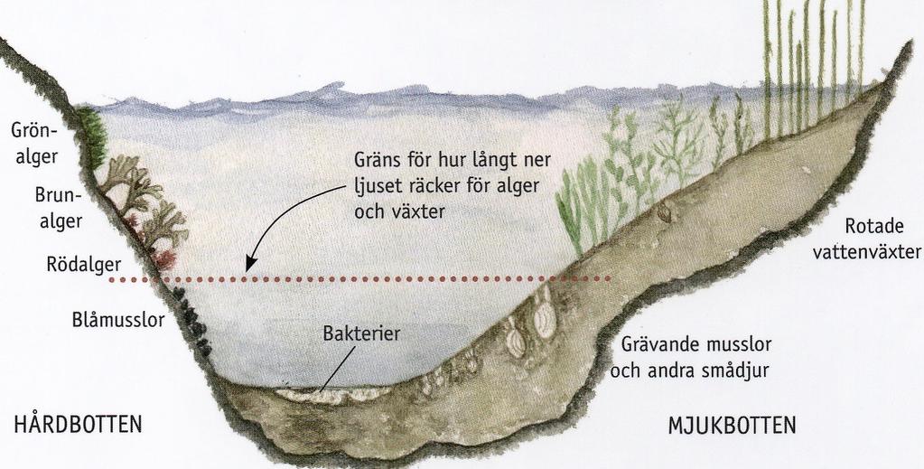 Vad hotar livet i Östersjön? Här fortsätter Kretsnytts serie om förhållandena under vattenytan i Östersjön.