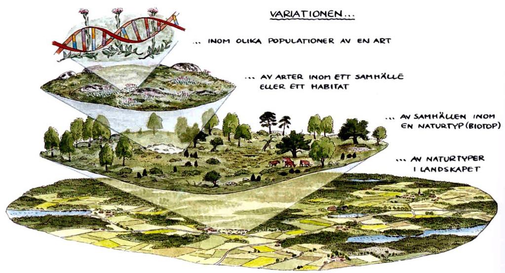 Länsstyrelsens landskapsstrategi Länsstyrelsen verkar för att det sörmländska landskapet förvaltas, brukas och utvecklas hållbart.