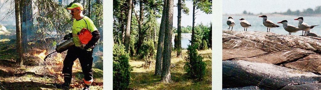 Naturvårdsbränning Frihuggnig och röjning Skogar öppnas för ljus Hamling av träd Samtliga bilder på Life Coast Benefit åtgärder är från länsstyrelsen Röjning av fågelskär Bete i skog och hagar