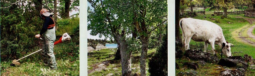 Jobbet handlar både om att se till att det finns kossor som betar och toaletter för besökare. Det gäller att följa skötselplanerna för reservaten och ta hand om de naturvärden som finns.