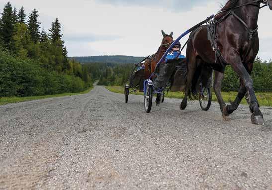 ANRIKA KALLBLODSLOPP PÅ GÄVLETRAVET 30 NOVEMBER Jöns Olofssons Minne och Leufsta-loppet torsdag 30 november Torsdag 30 november avgörs de anrika loppen Jöns Olofssons Minne och Leufsta-loppet på