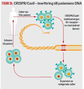 Cancer multipelt myelom, sarkom, melanom Utmaningar Specificitet - Off-target