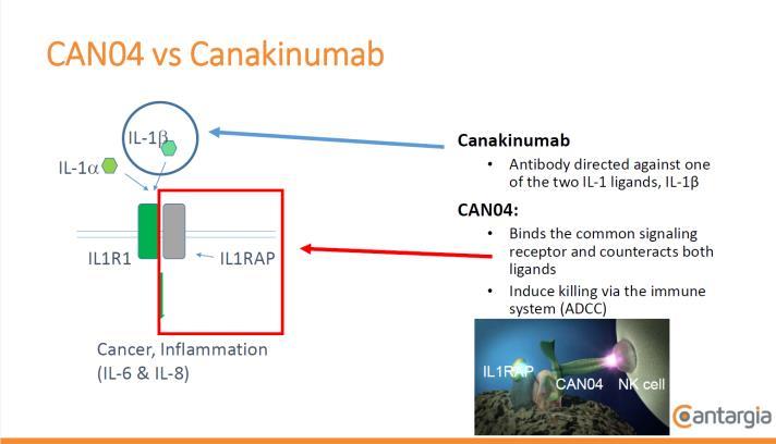 En stor studie (CANTOS) med canakinumab, en antikroppsbehandling med en verkningsmekanism som delvis påminner om den hos CAN04, visade att risken att utveckla lungcancer minskade med 67 procent hos