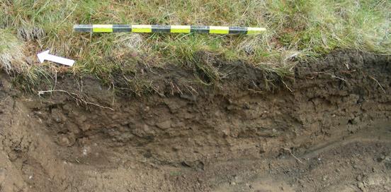 Figur 6. Foto från V på schaktväggen i schakt 3. Förutom planteringsfårorna var området stört av markberedning ned till ett djup på 0,5 m.