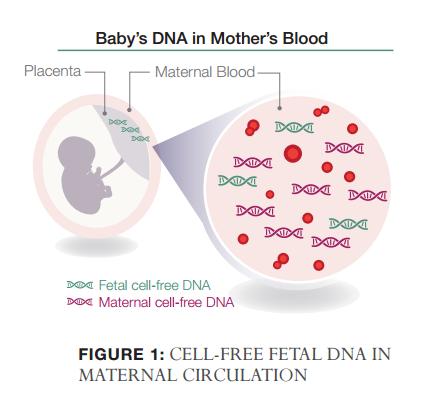 Fetal RhD-typning FriW fetalt DNA i