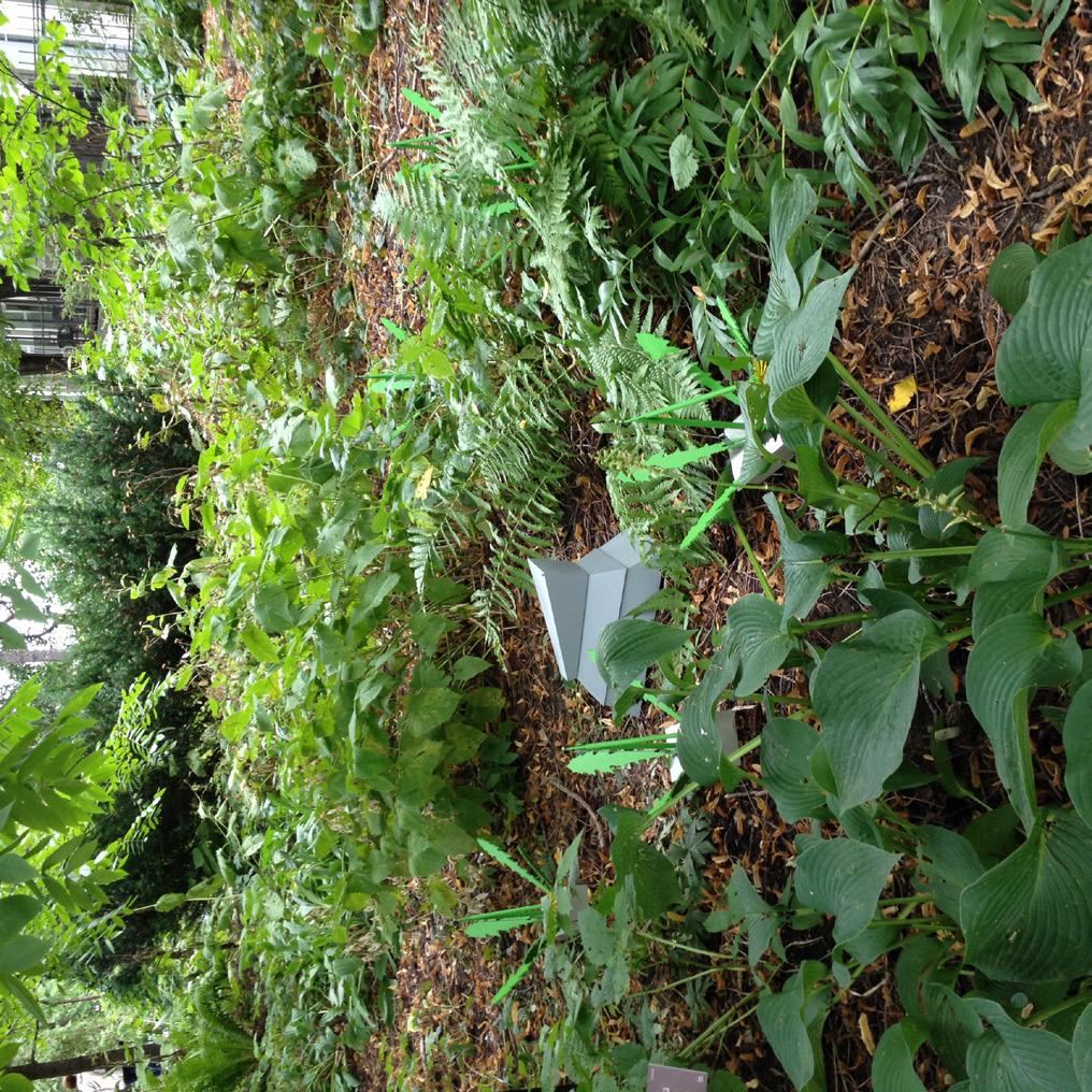 Perfect Order, first rehearsal, 2016 Installerat i Moskva universitets Botaniska trädgård, hösten 2016 som en del av den internationella utställningen Root of new.
