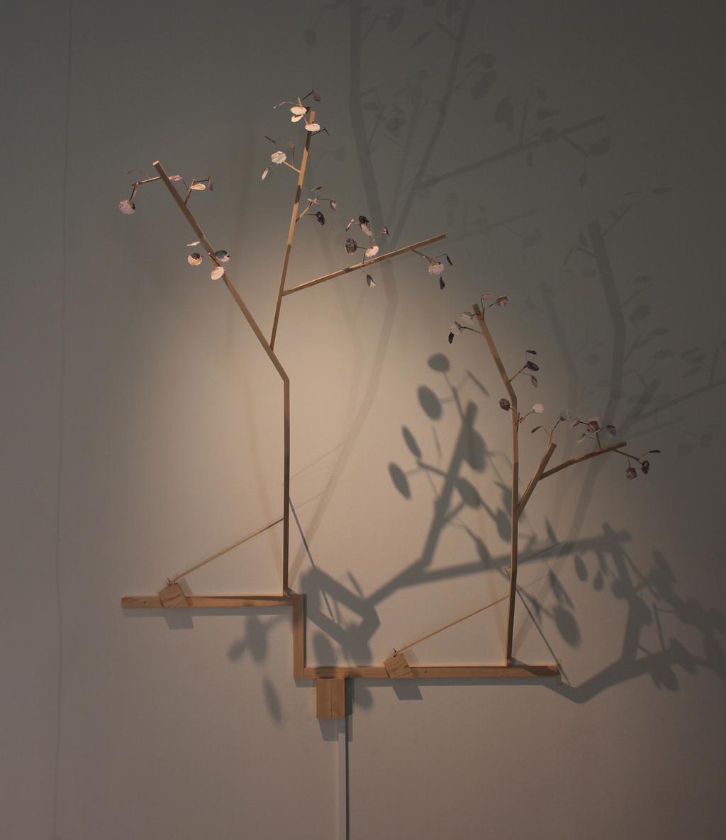 Kristian Berglund - Populus tremula, Europeisk