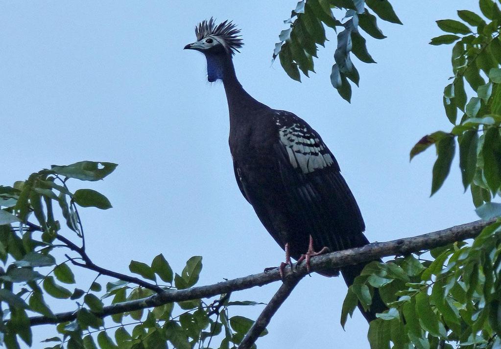 Trinidad Piping Guan är unik för Trinidad. Foto: Gigi Sahlstrand Dag 6: Tidig uppstigning för att bege oss till östra delen av Trinidad. Här finns ett större våtmarksområde, Nariwa Swamp.