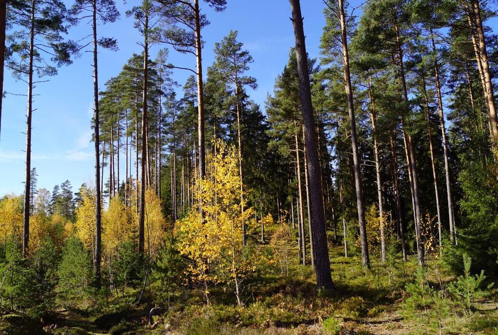 Enligt nyligen upprättad skogsbruksplan är virkesförrådet bedömt till ca 9 900 m3sk. Bonitet 6,9 m3sk/ha.