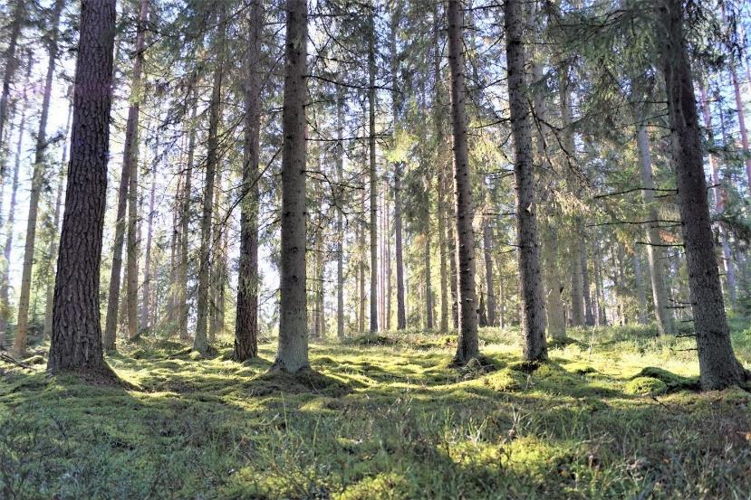 Byggnader Fastigheten bebyggd med en f.d. ängslada i mycket dåligt skick på utmarksskiftet.