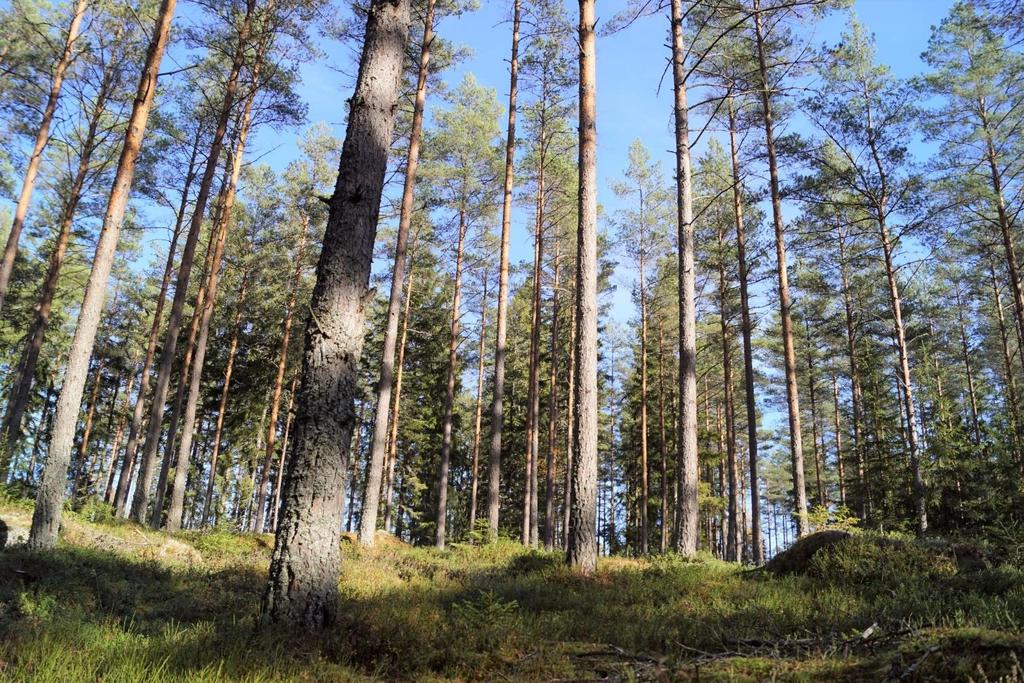 Inskrivningar/Avtalsrättigheter Enlig fastighetsregistret finns följande Inskrivning: Avtalsservitut Akt:46/737 (kraftledning) Officialservitut Akt 07-79/457.