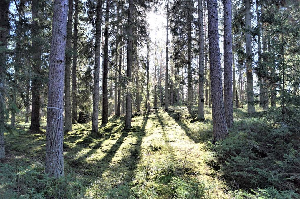 Undersökningsplikt Den slutgiltiga köparen har enligt jordabalken ett långtgående ansvar att undersöka egendomen och förvissa sig om dess skick, gränser och areal före köpet.