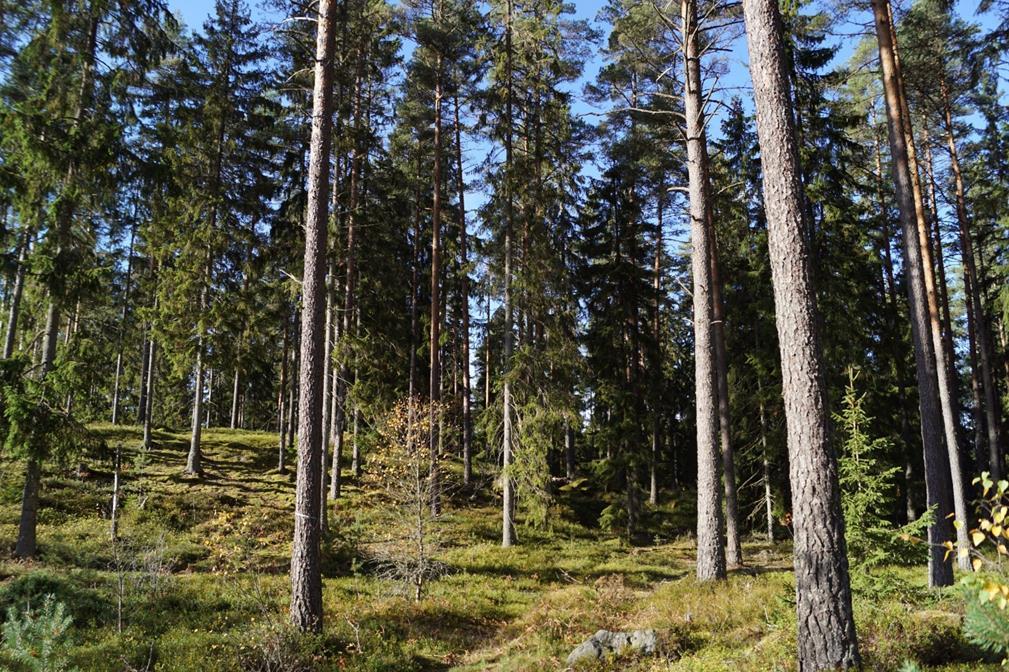 Fastighetsbildning/lantmäterifrågor - Skogsbruksplaner - Skogsekonomisk rådgivning - Skattefrågor/-optimering