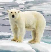 Klimatförändringen Klimatförändringens betydelse och hur vi ska hantera den är frågor som växer i betydelse både i Sverige och internationellt vilket påverkar synen på skogsbruket och skogen som