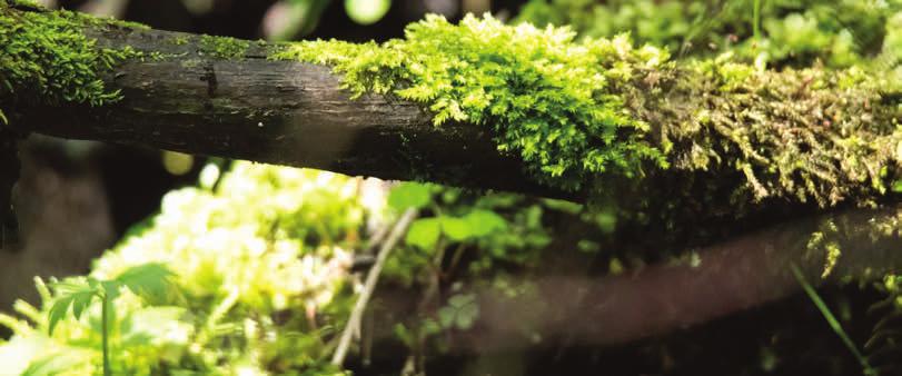 Strategier Strategier för att vara det ledande skogsföretaget Idag, i omställningen till ett grönare, mer hållbart samhälle har skogens betydelse för klimatet och en hållbar utveckling blivit alltmer