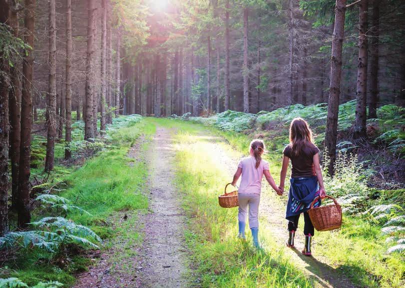 Sveaskogs ekonomiska samhällspåverkan Skogen är viktig för rekreation och välbefinnande. Företaget betalar också bolagsskatt som 2017 uppgick till 175 miljoner kronor.