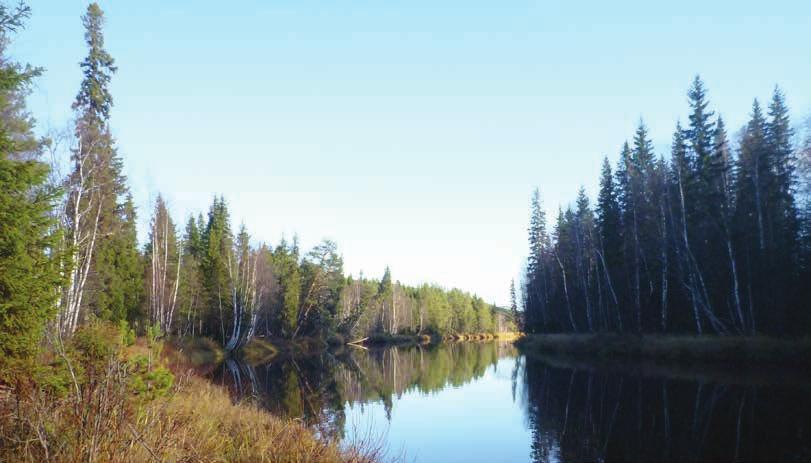 Biologisk mångfald 20 procent av skogen avsätts till naturvård Naturvårdsarealen på 20 procent är den nivå som många forskare anser nödvändig för att skogsbruket ska kombineras med bevarandet av den