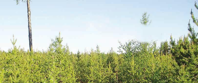 kli mat Växande skog motverkar klimatförändringen Skogen har en avgörande betydelse för vårt klimat. Den växande skogen och användningen av trä motverkar klimatförändringen.