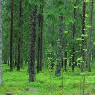 Beräkningar visar att klimatnyttan av Sveriges skogar är lika stor som landets totala fossila utsläpp.