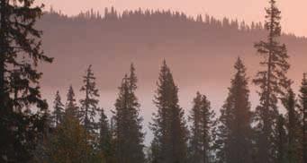 Affärsmodell Sveaskogs totala leveranser Skogsråvara inköpt från privata skogsägare 1 375 km 3 fub Från egen skog 6 463 km 3 fub Skogsråvara inköpt från andra kommersiella aktörer på virkesmarknaden