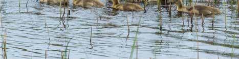 Finjasjön, delområde Magle Stoby Total- Fågelart I II III IV Summa våtmark våtmark summa Skäggdopping 50 15 10 37 112 112 Vitkindad gås 0 29 29 Storskarv 2 3 5 5 Häger 3 3 2 5 Sångsvan 14 2 16 10 1