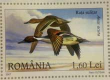 Cygnus cygnus 1 () 1 (3) (1) Chilebläsand Anas sibilatrix () () () Gravand Tadorna tadorna 1 (2) 1 (1) (2) Bläsand Anas penelope 5 (1132) 145 (1915) 73 (3251) Snatterand Anas strepera 43 (289) 1*