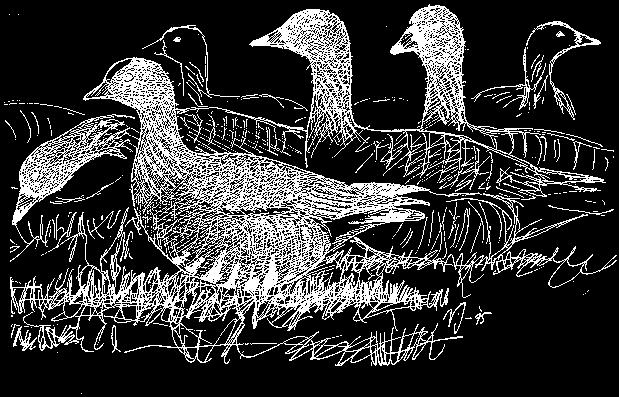 Gåsräkningar /Geese-counts Lars Gezelius Våren Under våren arrangerades fyra gåsräkningar som täckte in hela sjön. Räkning nummer två 24 mars omöjliggjordes på grund av snöstorm.
