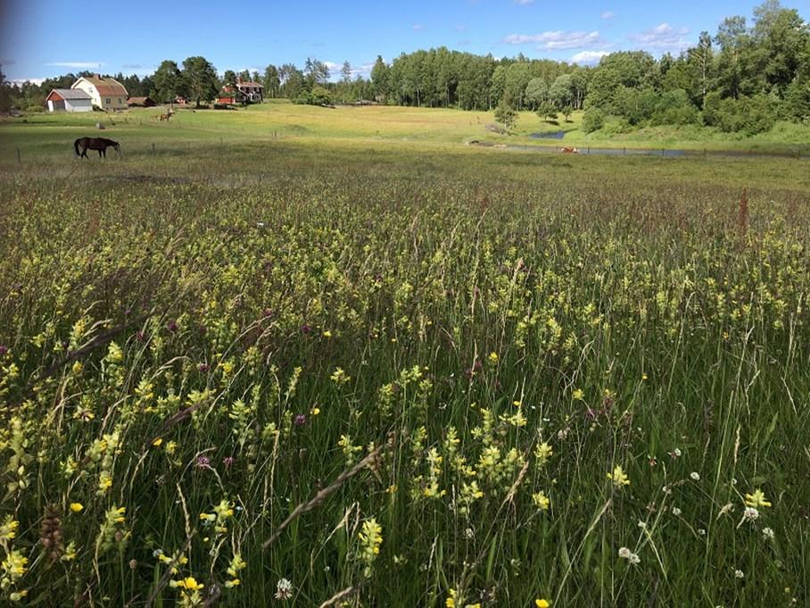 Ängsvall Åkern kan bli en blomsteräng! Slåtterängen är den artrikaste miljön vi har.