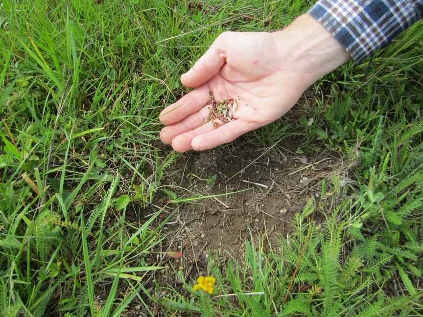 Dessutom är det viktigt för fjärilar att anpassa skötseln så att det alltid finns någon yta som är oskördad antingen på eller intill ängsvallen under hela