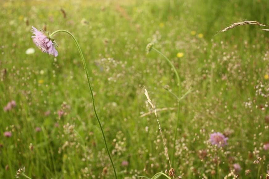 I projektet undersöktes ett 50-tal ängsvallar på deras innehåll av kärlväxter och fjärilar, och vilken skötsel som behövs för att få dem mer artrika.