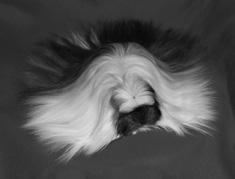 Artikel Artikel Satinsheltie Samma som sheltie men har en speciell glans på hårstråna som gör att de glänser. Satintexel Ett långhårigt marsvin som har lockig päls med den speciella glansen i pälsen.