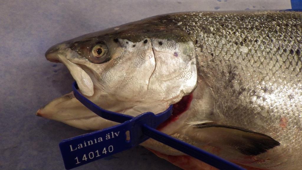 Fångstmärke (laxplomb) kan vara en metod att