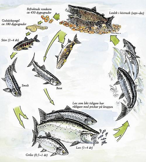 Lax- och öringförvaltningen Förvaltningen måste beakta naturlig produktion och överlevnad samt fiske och fångst under hela livscykeln,