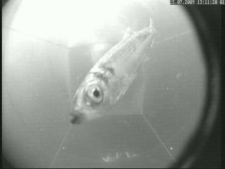 EUROPEISKA UNIONEN Europeiska fiskerifonden -en satsning på hållbart fiske- Försök med säl-säker selektiv strömmingsfälla för fiske efter