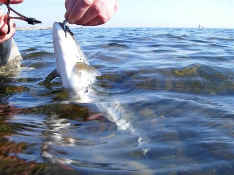 Skonsamt (lönsamt) sport och fritidsfiske Idag Få arter kvar att fiska på, hög ansträngning per fisk begränsat till fåtal