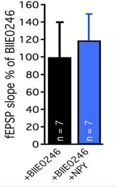 Proof-of-principle i mänsklig hjärnvävnad Hippocampusvävnad från en läkemedelsresistent TLE patient Human TLE, Schaffer collateral-ca1 synapses n=10 acsf NPY 1µM NPY ger en