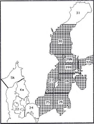 Östersjön Torsk Ost Bornholm (omr.